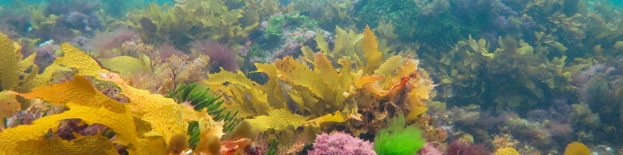 Photo of healthy Ecklonia kelp canopy in Port Phillip Bay