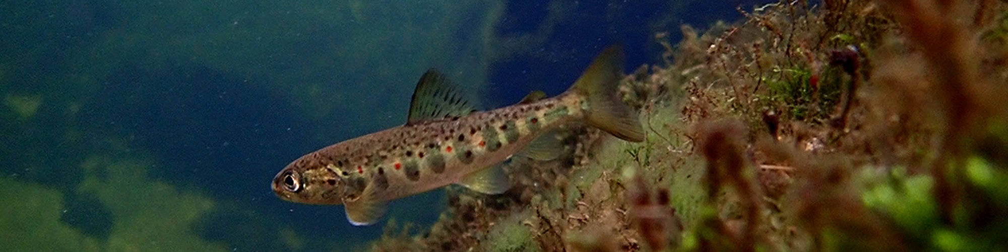 Photo of a salmon parr in a Norwegian River